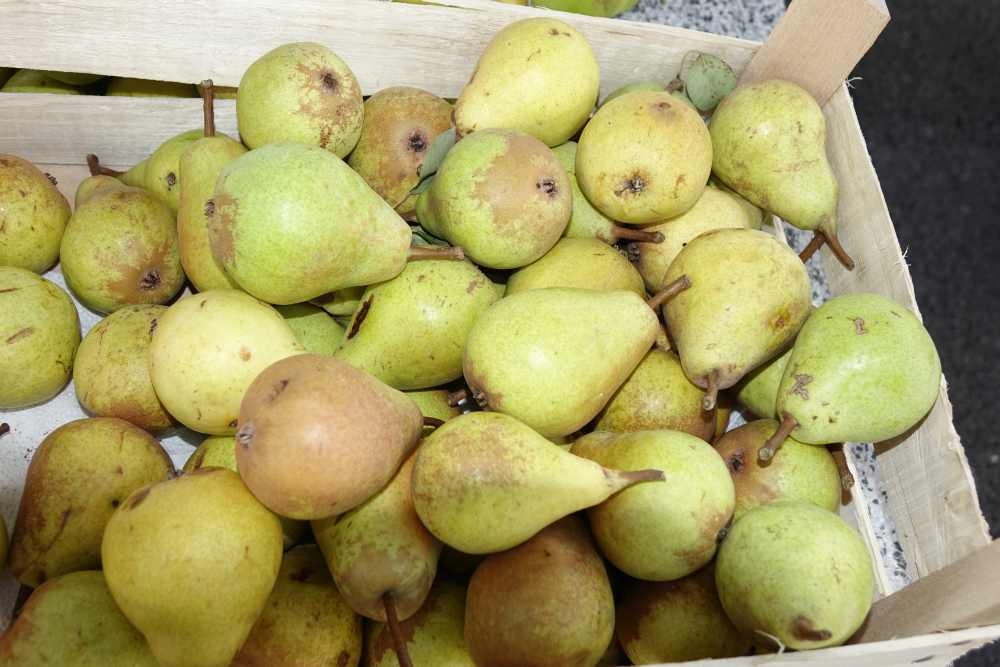 Ponuda požeške tržnice, 09. kolovoz, 2025.