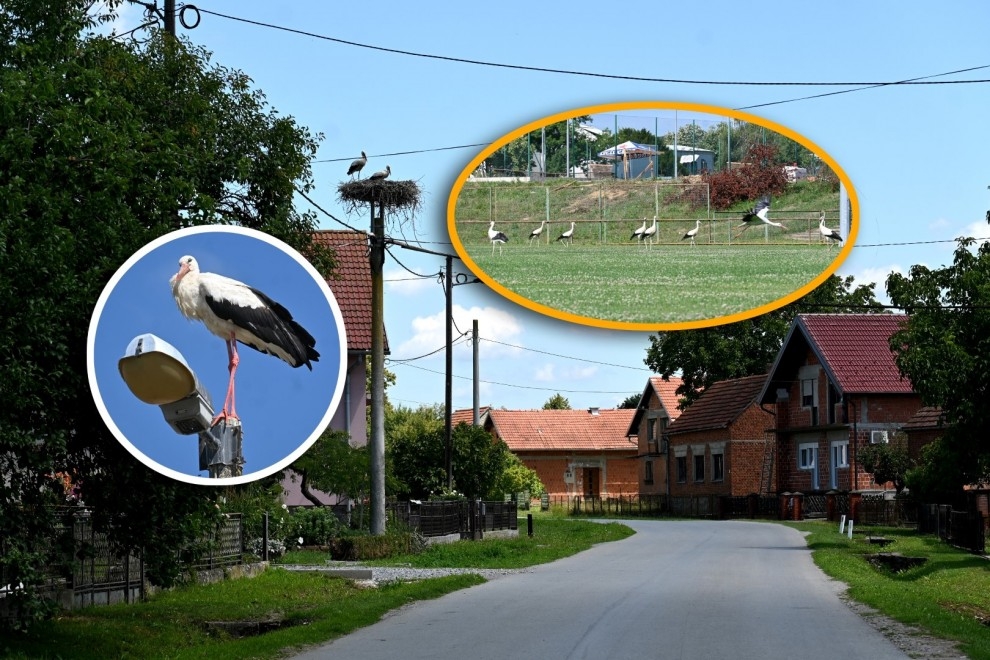 U lipičkom kraju najviše bijelih roda u županiji