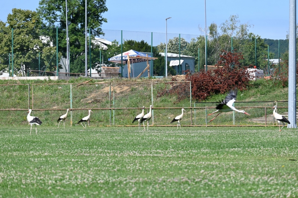 U lipičkom kraju najviše bijelih roda u županiji