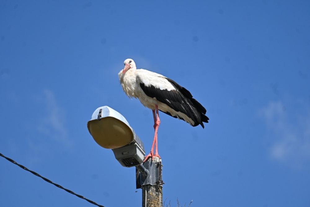 U lipičkom kraju najviše bijelih roda u županiji
