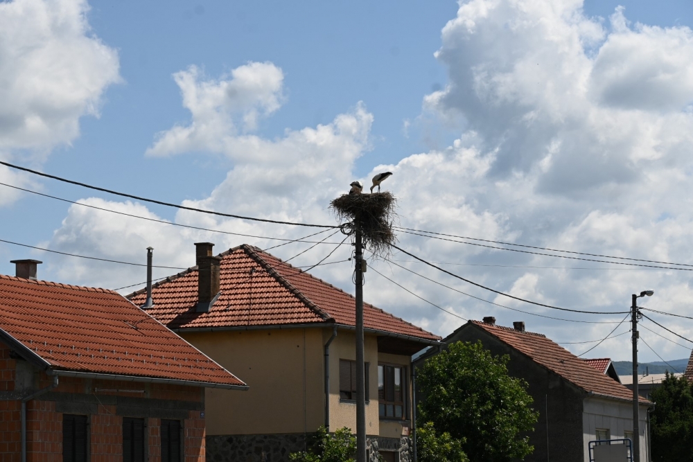U lipičkom kraju najviše bijelih roda u županiji