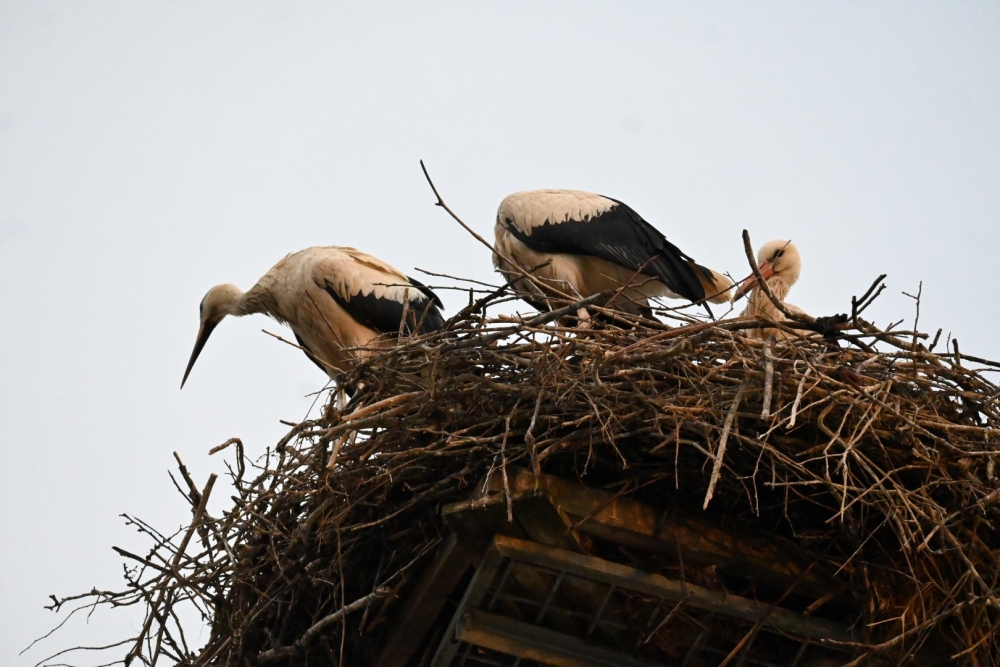 U lipičkom kraju najviše bijelih roda u županiji