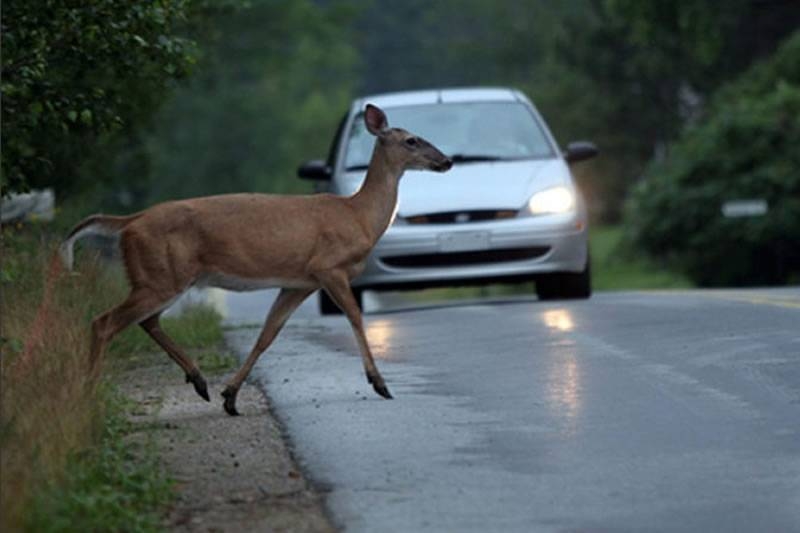 Još pet naleta vozila na divljač