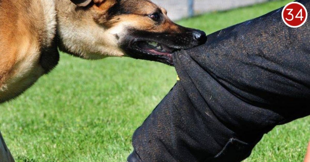 Pas ugrizao 25-godišnjaka