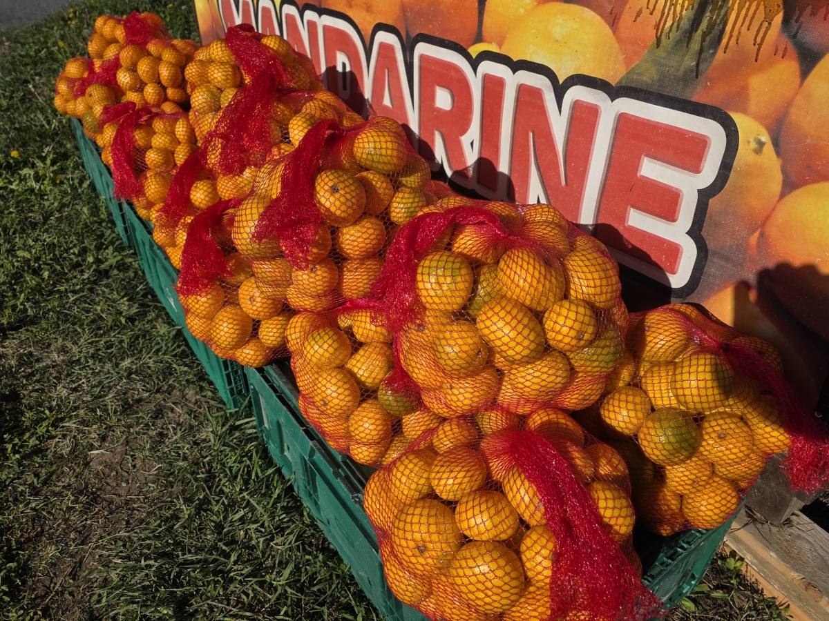 Stigle prve ovosezonske mandarine domaćeg proizvođača iz doline Neretve: Prodaja na više lokacija u Požeškoj kotlini 