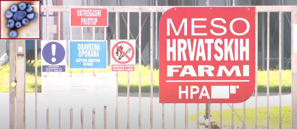 Afrička svinjska kuga otkrivena na farmi Belja, zbog zaraze hitna eutanizacija 11.600 svinja