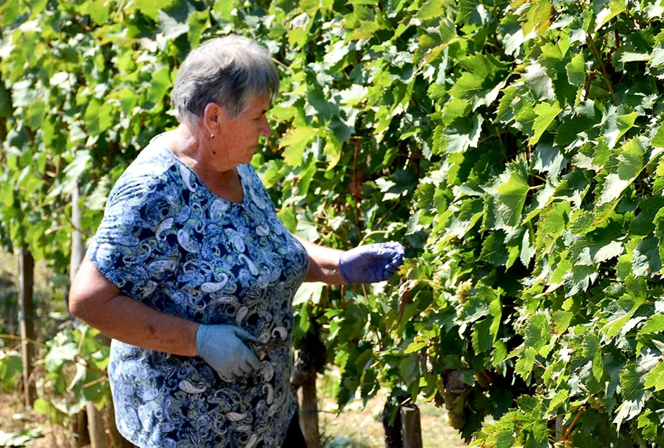 Među beračima kod Majstorovićevih i kutjevački gradonačelnik Josip Budimir