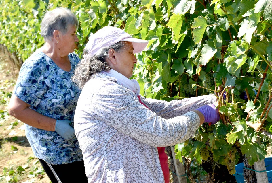 Među beračima kod Majstorovićevih i kutjevački gradonačelnik Josip Budimir