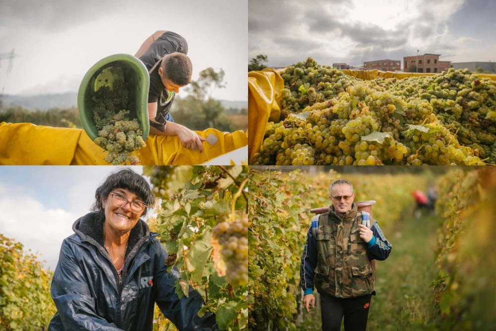 [FOTO] Završetak berbe u Vinariji Majetić