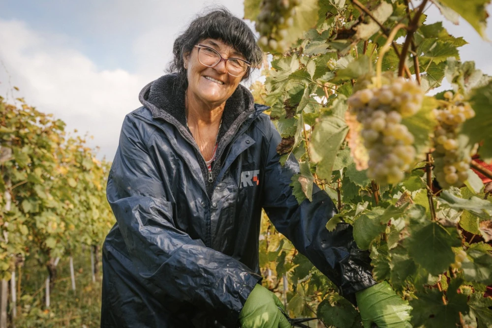 [FOTO] Završetak berbe u Vinariji Majetić