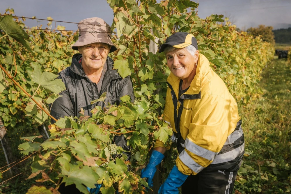 [FOTO] Završetak berbe u Vinariji Majetić