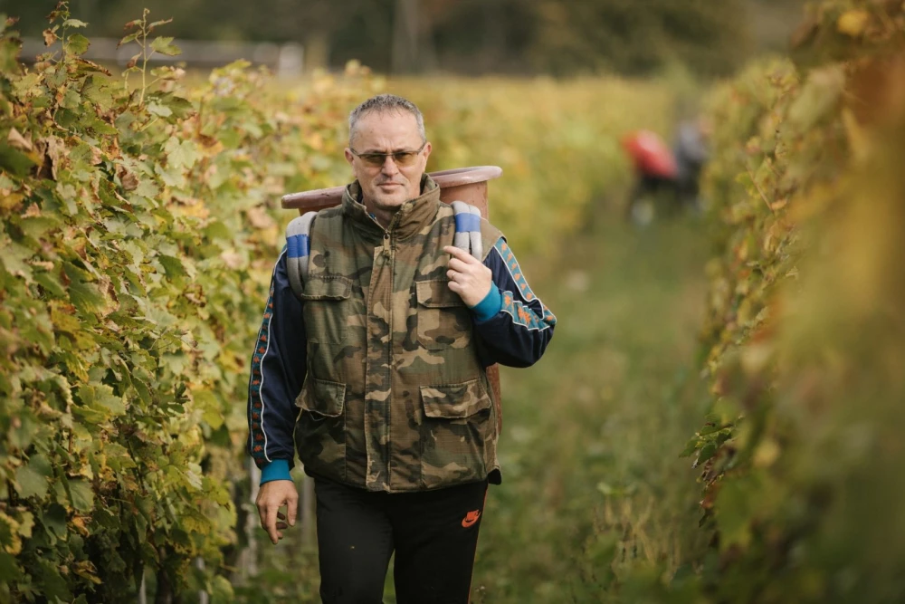 [FOTO] Završetak berbe u Vinariji Majetić
