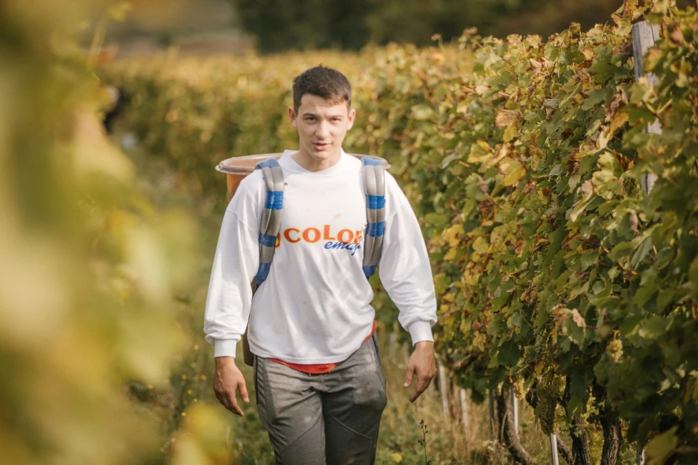 [FOTO] Završetak berbe u Vinariji Majetić