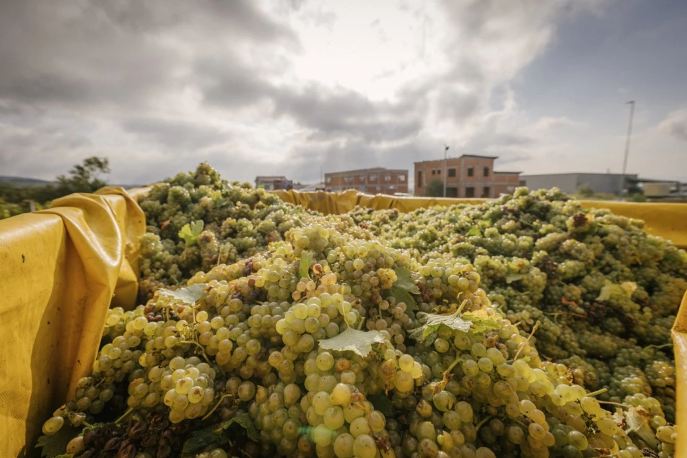 [FOTO] Završetak berbe u Vinariji Majetić