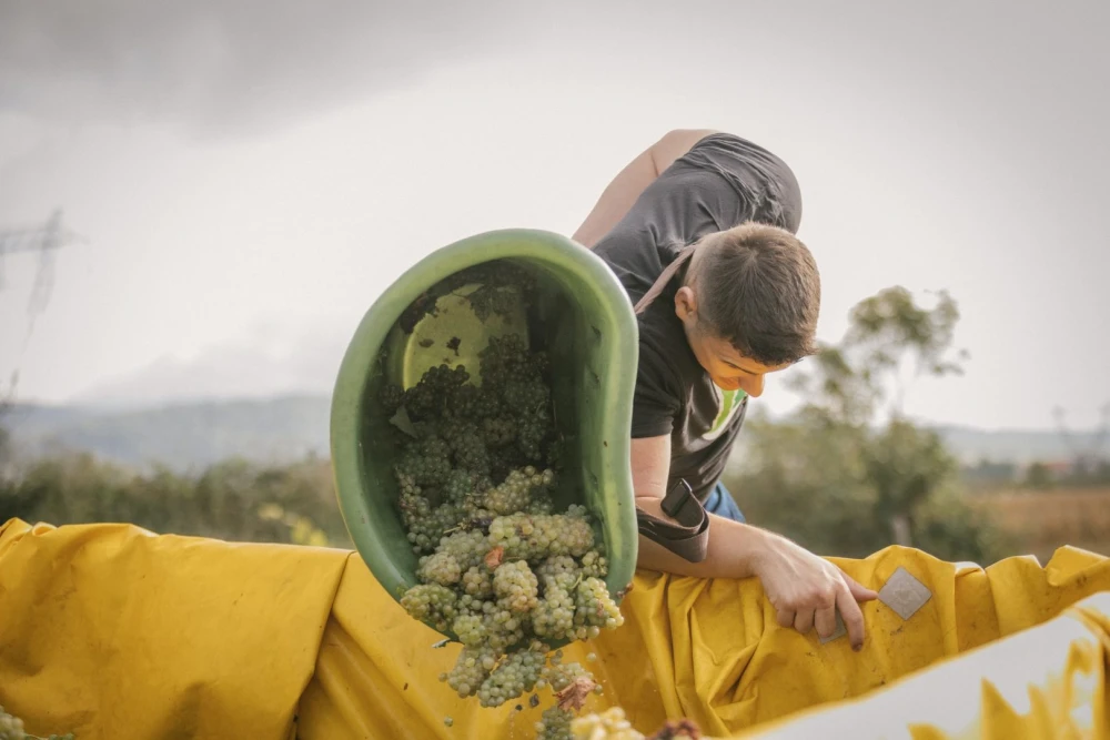 [FOTO] Završetak berbe u Vinariji Majetić