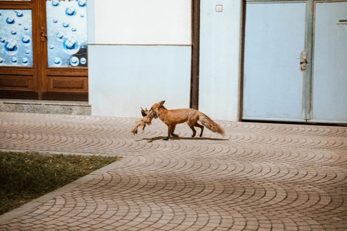 Dobar dan, lijo, vrlino čista...