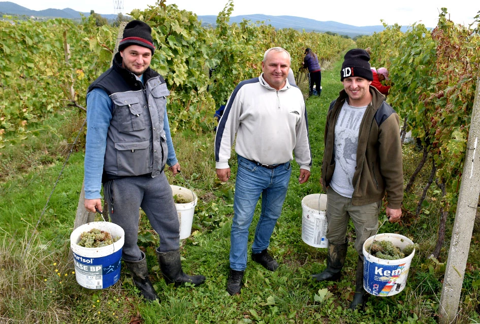 Rekordna berbu grožđa biškupačke obitelji Mije Šolčića  
