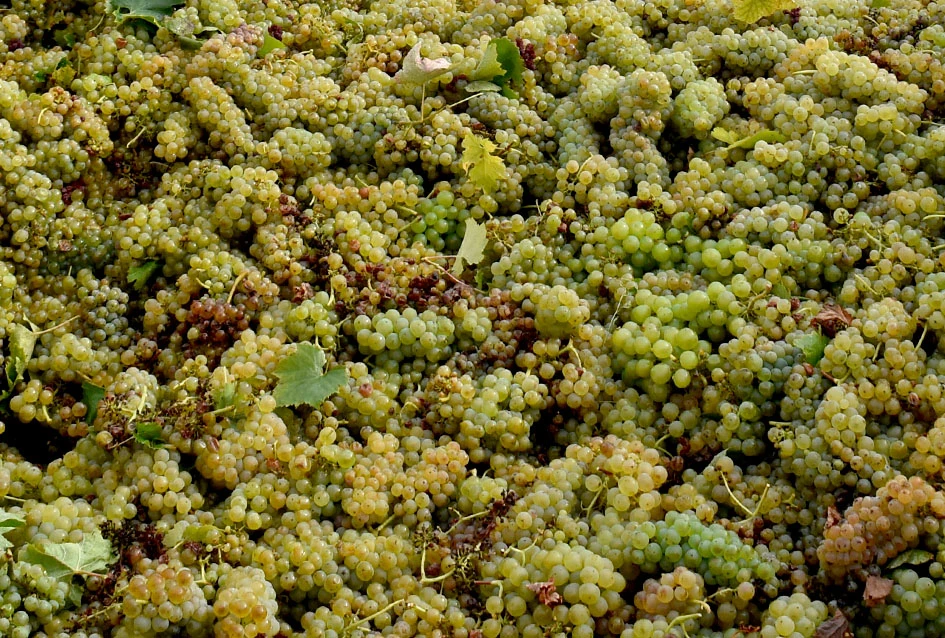 Rekordna berbu grožđa biškupačke obitelji Mije Šolčića  