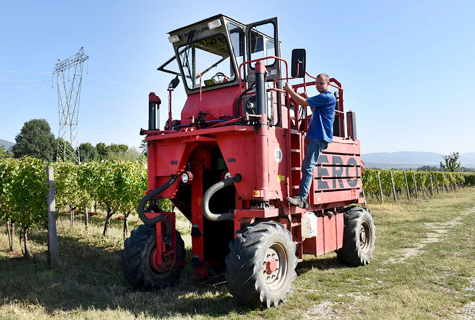 Rekordna berbu grožđa biškupačke obitelji Mije Šolčića  
