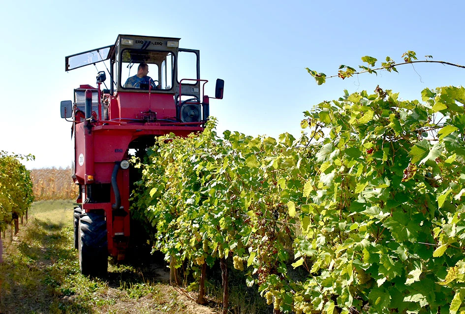 Rekordna berbu grožđa biškupačke obitelji Mije Šolčića  