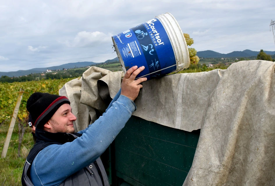 Rekordna berbu grožđa biškupačke obitelji Mije Šolčića  