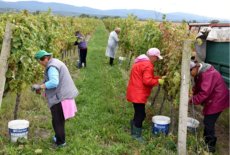 Rekordna berbu grožđa biškupačke obitelji Mije Šolčića  