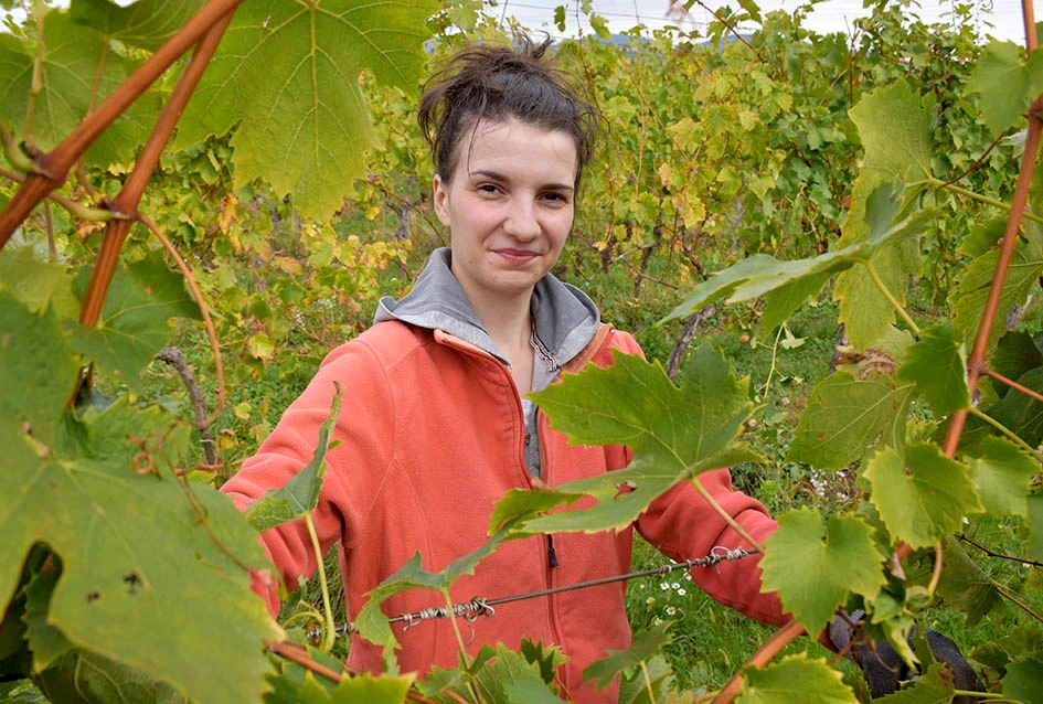 Rekordna berbu grožđa biškupačke obitelji Mije Šolčića  