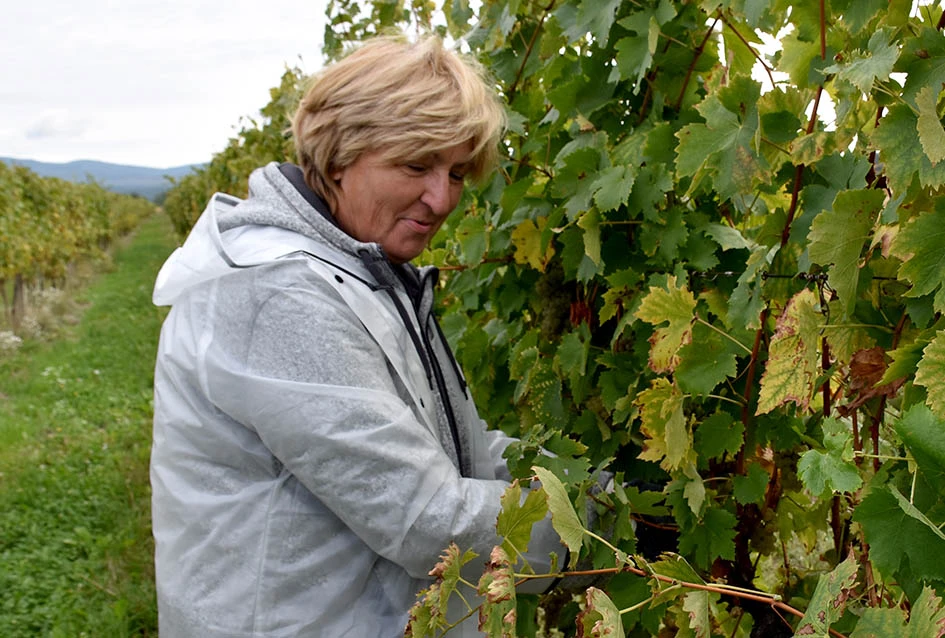 Rekordna berbu grožđa biškupačke obitelji Mije Šolčića  