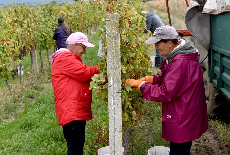 Rekordna berbu grožđa biškupačke obitelji Mije Šolčića  