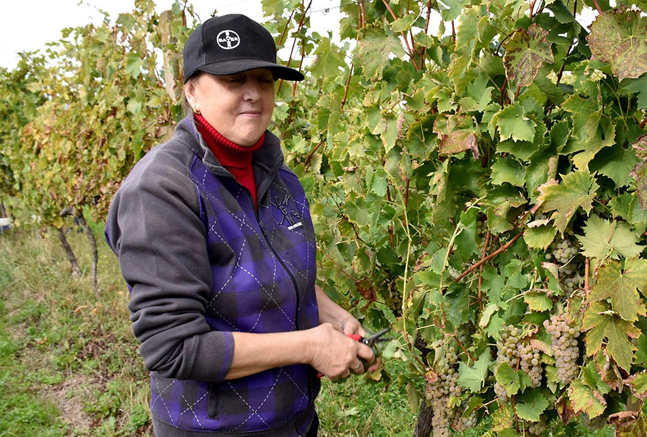 Rekordna berbu grožđa biškupačke obitelji Mije Šolčića  