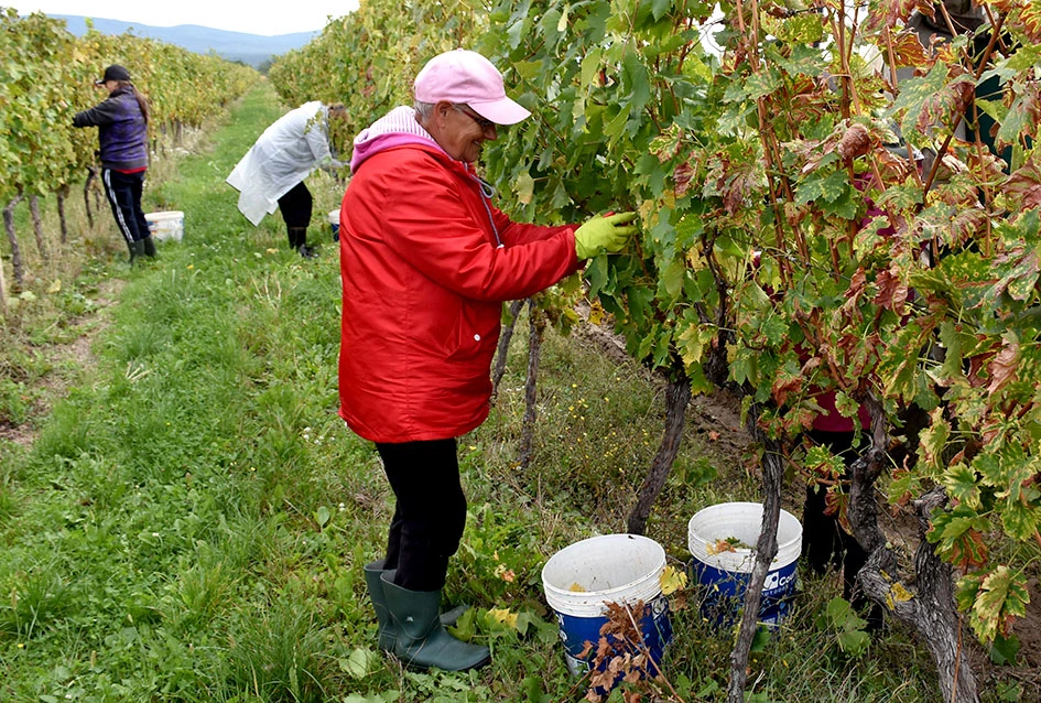 Rekordna berbu grožđa biškupačke obitelji Mije Šolčića  