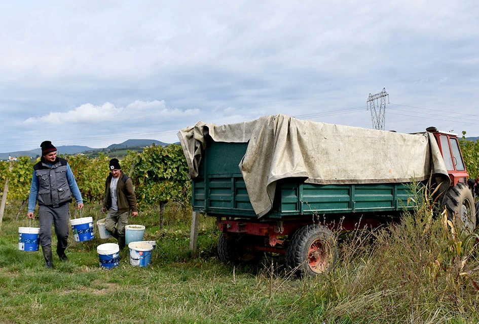Rekordna berbu grožđa biškupačke obitelji Mije Šolčića  