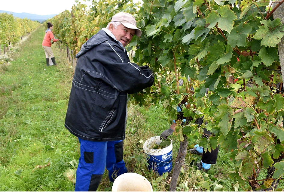 Rekordna berbu grožđa biškupačke obitelji Mije Šolčića  