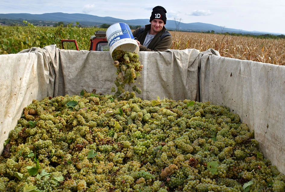 Rekordna berbu grožđa biškupačke obitelji Mije Šolčića  