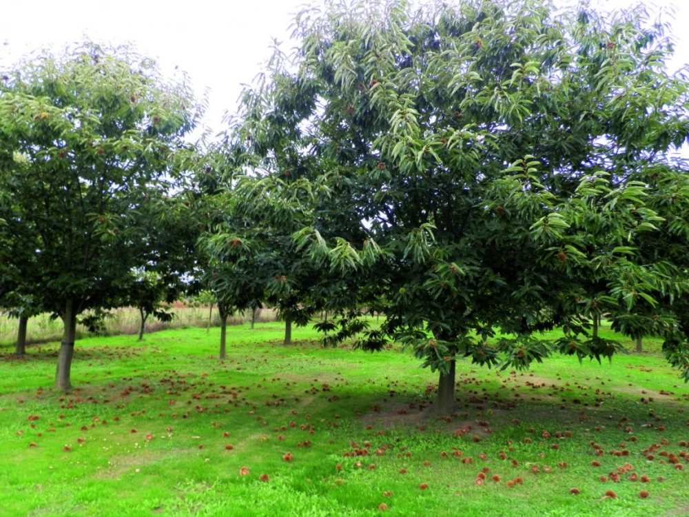 Dvije tvrtke i jedan OPG iz požeškog kraja su među najvećim uzgajivačima kestena