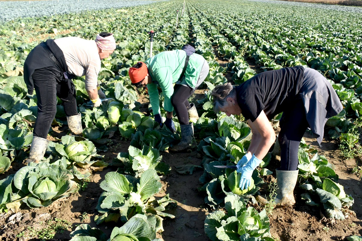 Ciganovići iz Alilovaca: Uzorna obitelj proizvođača kupusa koja spaja tradiciju i suvremenu tehnologiju