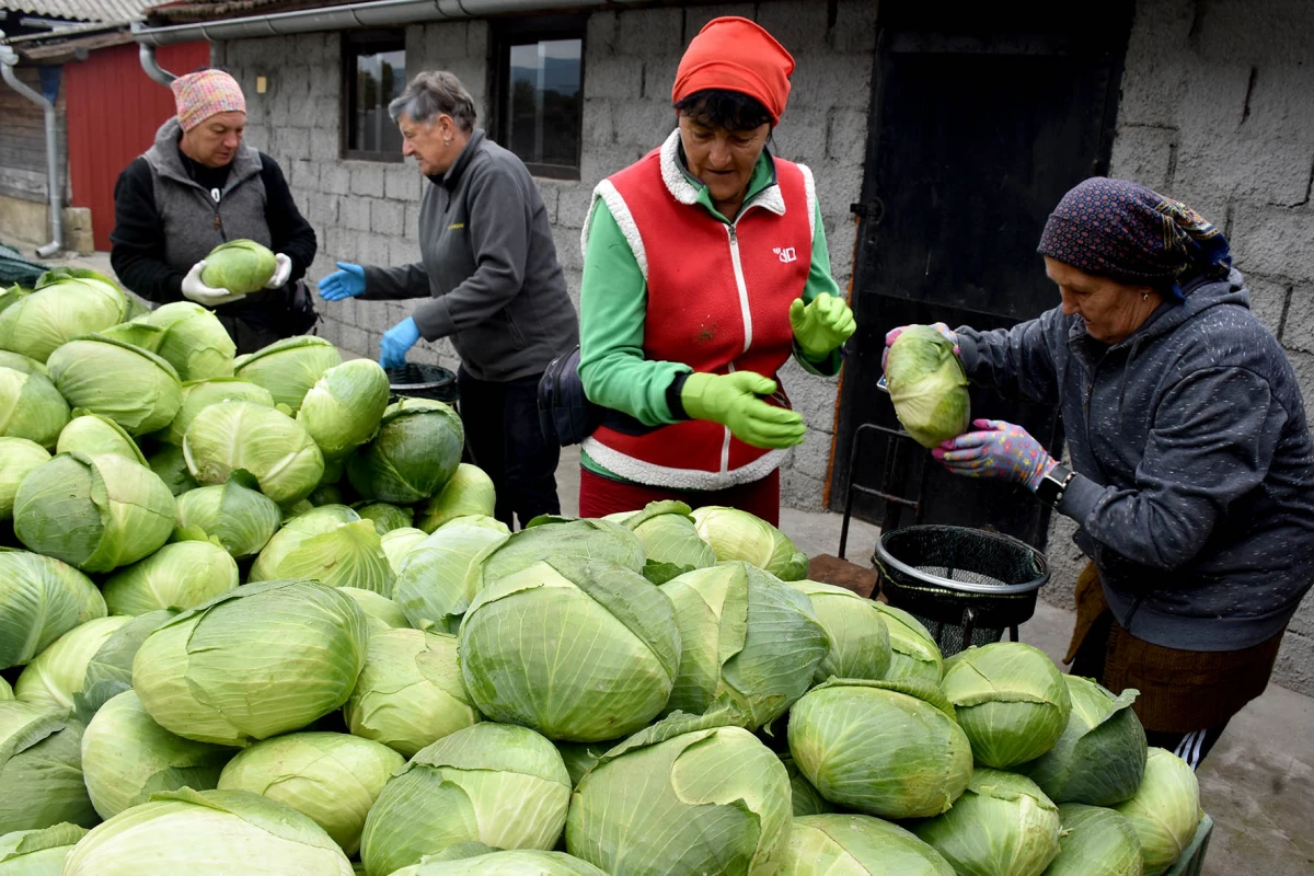 Ciganovići iz Alilovaca: Uzorna obitelj proizvođača kupusa koja spaja tradiciju i suvremenu tehnologiju