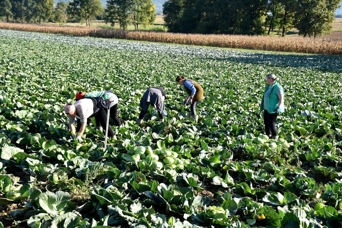 Ciganovići iz Alilovaca: Uzorna obitelj proizvođača kupusa koja spaja tradiciju i suvremenu tehnologiju