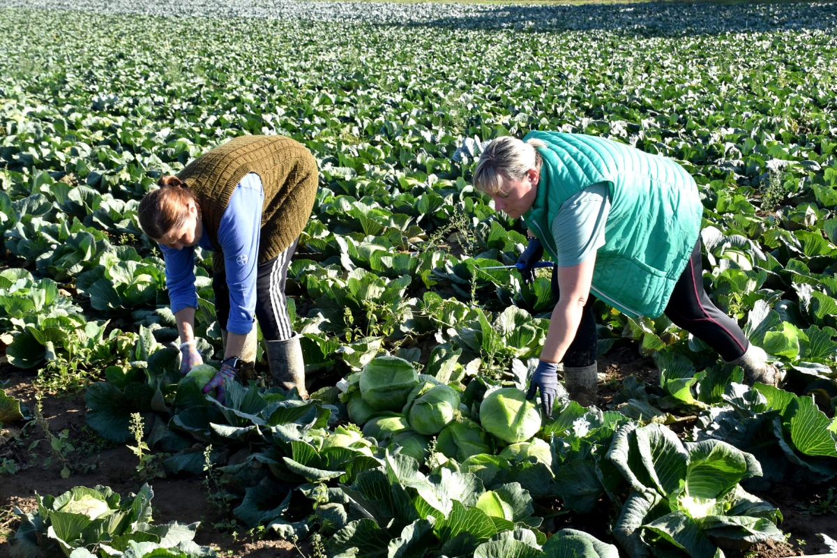 Ciganovići iz Alilovaca: Uzorna obitelj proizvođača kupusa koja spaja tradiciju i suvremenu tehnologiju