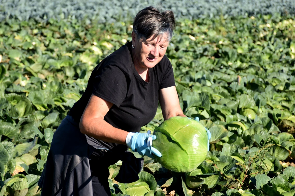 Ciganovići iz Alilovaca: Uzorna obitelj proizvođača kupusa koja spaja tradiciju i suvremenu tehnologiju
