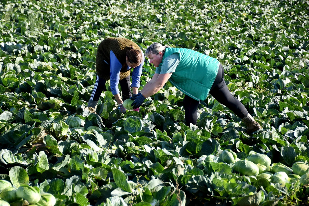 Ciganovići iz Alilovaca: Uzorna obitelj proizvođača kupusa koja spaja tradiciju i suvremenu tehnologiju