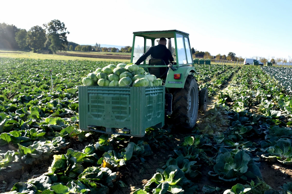 Ciganovići iz Alilovaca: Uzorna obitelj proizvođača kupusa koja spaja tradiciju i suvremenu tehnologiju