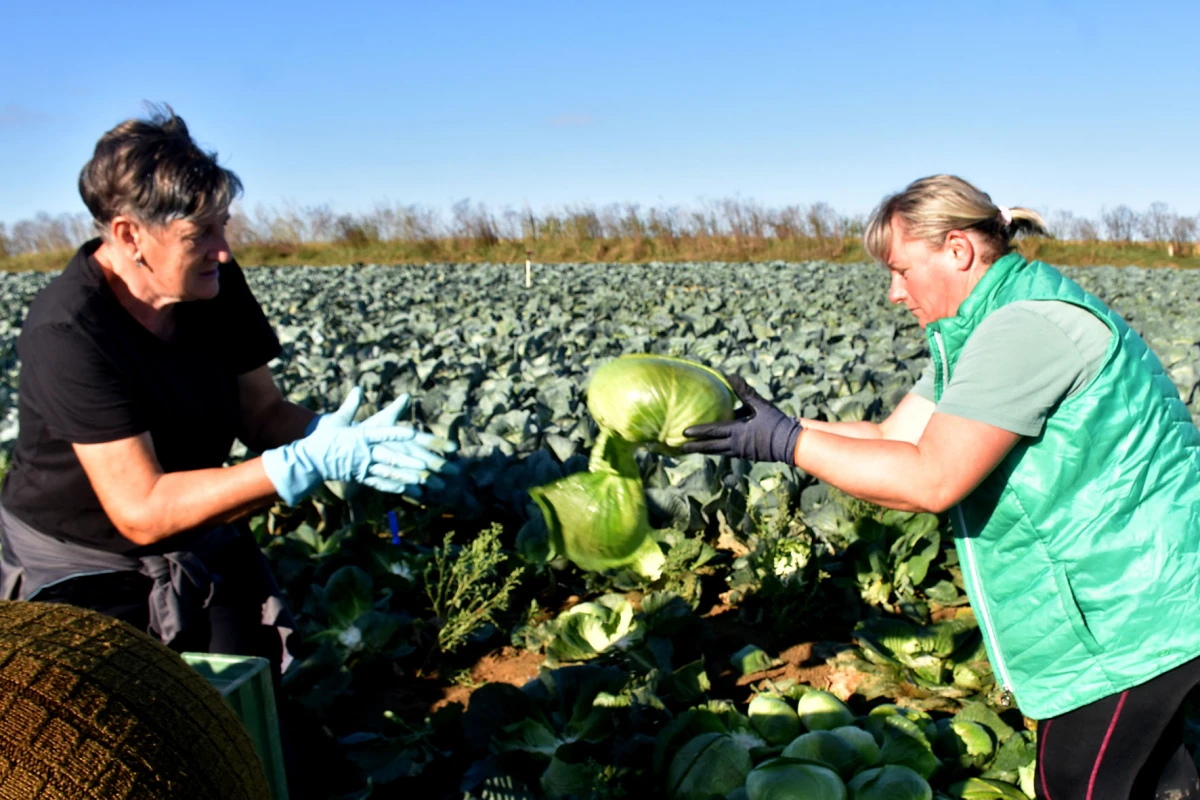 Ciganovići iz Alilovaca: Uzorna obitelj proizvođača kupusa koja spaja tradiciju i suvremenu tehnologiju