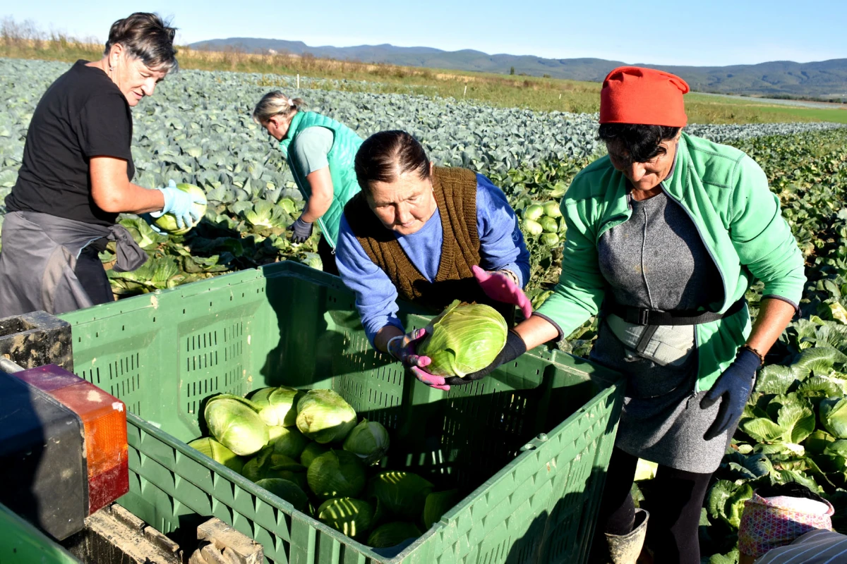 Ciganovići iz Alilovaca: Uzorna obitelj proizvođača kupusa koja spaja tradiciju i suvremenu tehnologiju