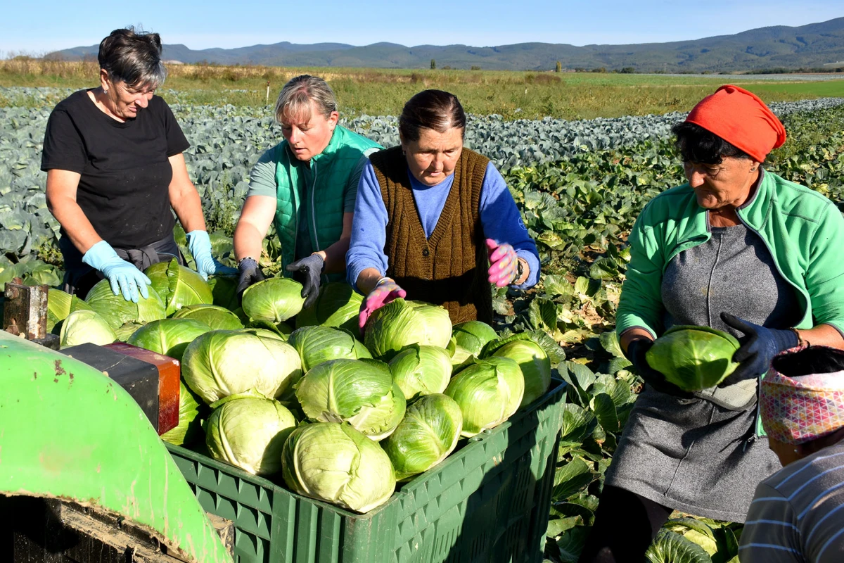 Ciganovići iz Alilovaca: Uzorna obitelj proizvođača kupusa koja spaja tradiciju i suvremenu tehnologiju