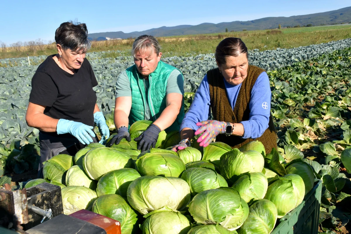 Ciganovići iz Alilovaca: Uzorna obitelj proizvođača kupusa koja spaja tradiciju i suvremenu tehnologiju