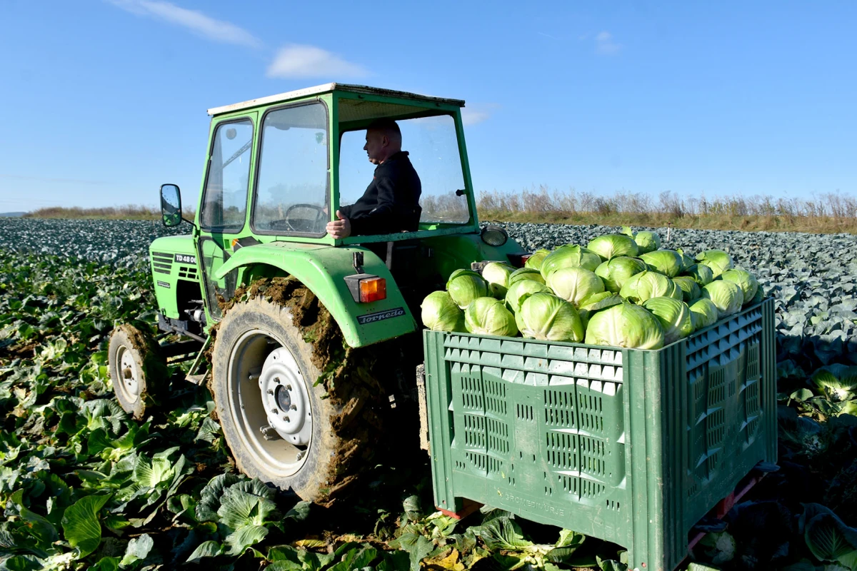 Ciganovići iz Alilovaca: Uzorna obitelj proizvođača kupusa koja spaja tradiciju i suvremenu tehnologiju