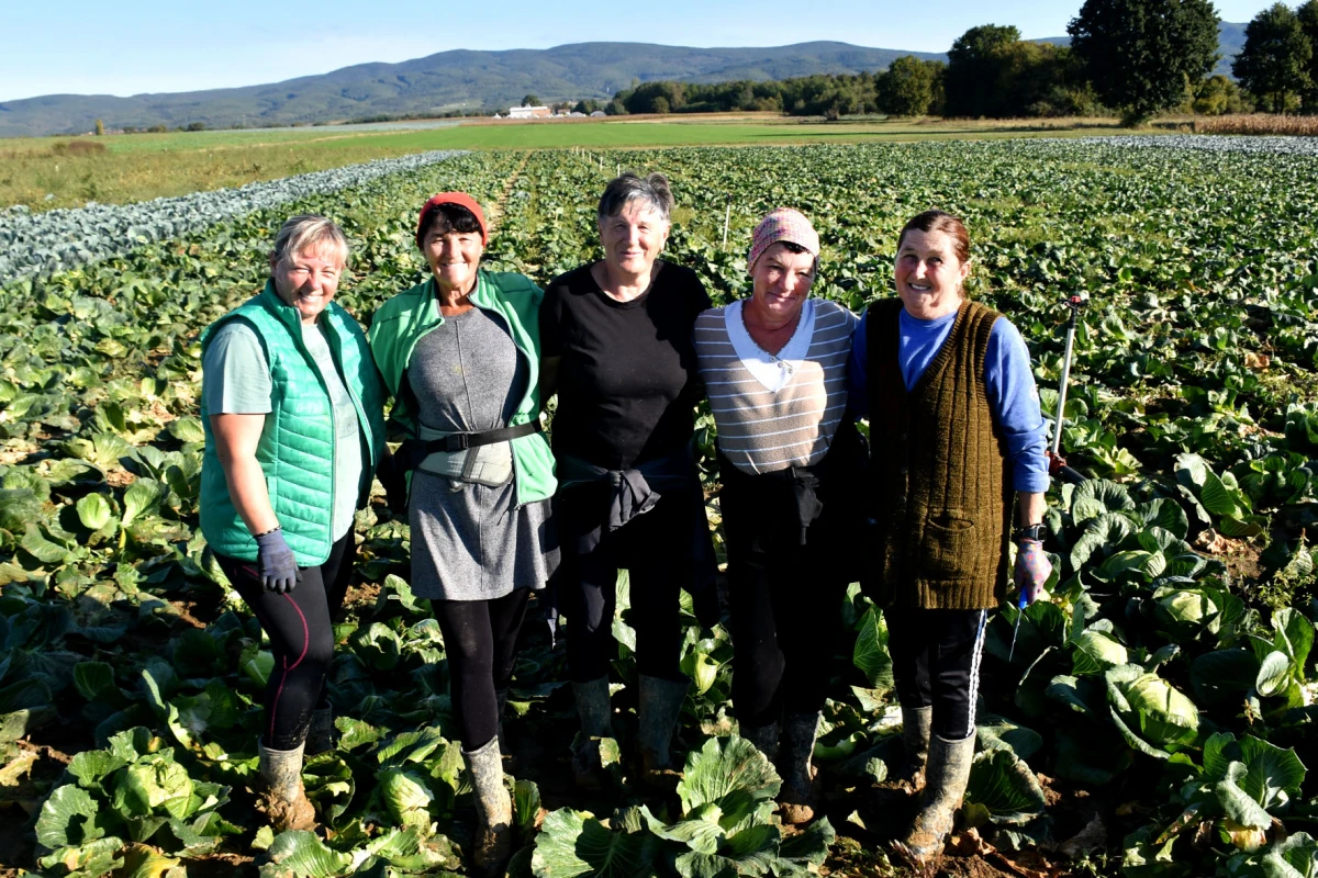 Ciganovići iz Alilovaca: Uzorna obitelj proizvođača kupusa koja spaja tradiciju i suvremenu tehnologiju
