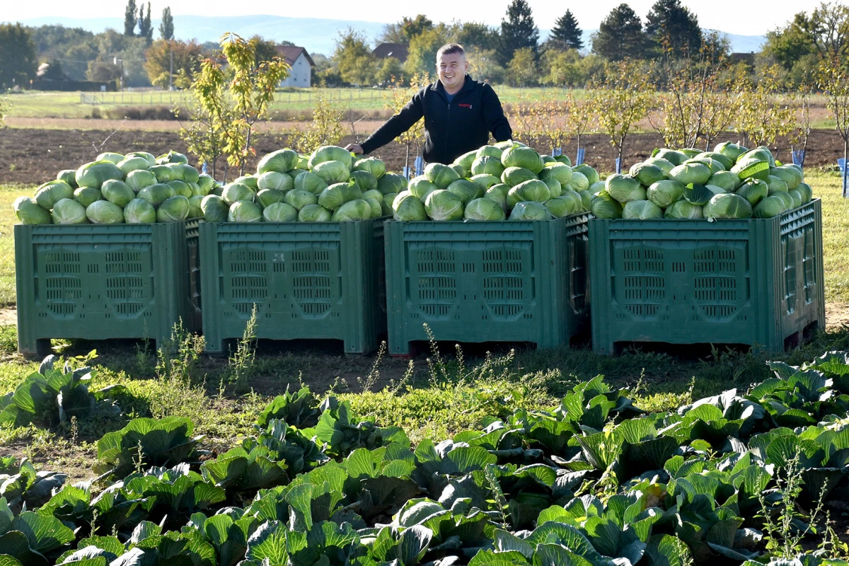 Ciganovići iz Alilovaca: Uzorna obitelj proizvođača kupusa koja spaja tradiciju i suvremenu tehnologiju