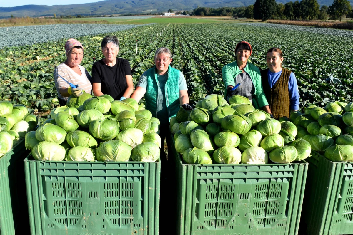 Ciganovići iz Alilovaca: Uzorna obitelj proizvođača kupusa koja spaja tradiciju i suvremenu tehnologiju